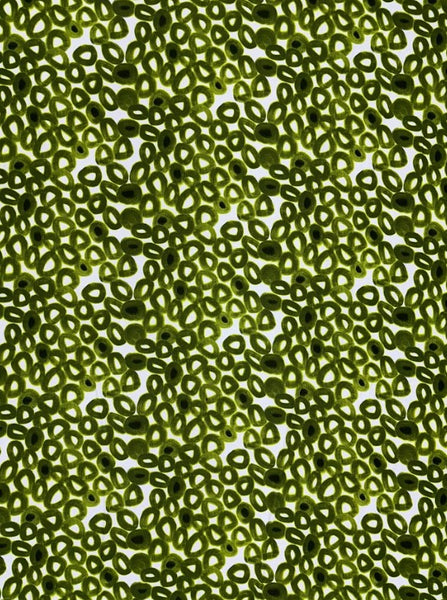 CK-9139W GOUACHE AVOCADO PRINT VISCOSE KNIT. ITALY